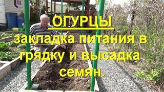 70. Огурцы. Часть 3 - закладка питания в грядку и высадка семенами в грунт.