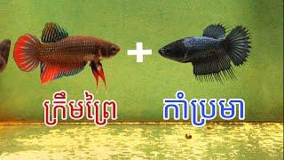 បង្កាត់ក្រឹមព្រៃ និង ពូជកាំប្រមា | Wild Betta Cross CrownTail #sengbetta #bettafish #breeding