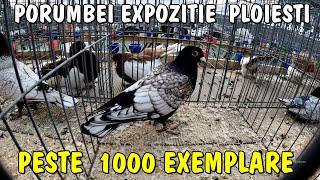 Peste 1000 de porumbei la EXPOZIȚIA de la PLOIEȘTI din 16.11.2024