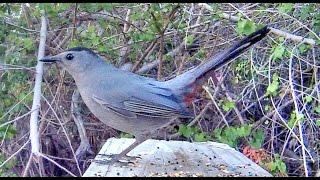 Catbird Mew Calls -  Extreme Close Up