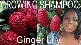 GROWING MORE SHAMPOO GINGER LILY | TROPICAL PLANT PROTECTION 