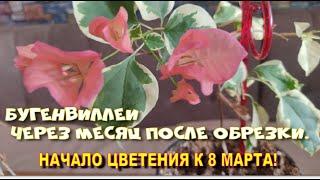 Бугенвиллеи через месяц после обрезки. Ч.3.