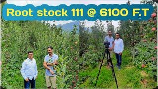 Root Stock M111 block at Suman Bhickta's Orchards