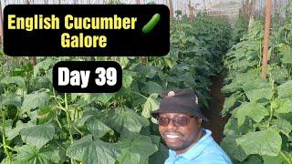 Breaking Records : English Cucumber Galore at 5 Weeks !