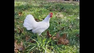 Single Comb White Leghorn Bantam Pullet