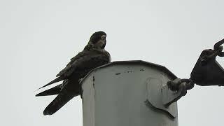 10/26/24 Adult Peregrine Falcon Kent Wa 1594-163