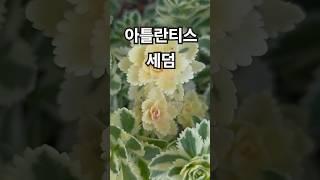 꽃이팡팡 ~ 아틀란티스 세덤~