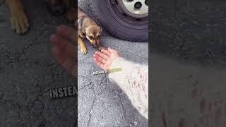 Why You Should Adopt And Not Shop...