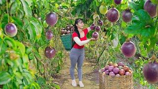 Harvesting Passion Fruit for Market Sale – Caring for Ducklings and Pigs | Phương New Bushcraft