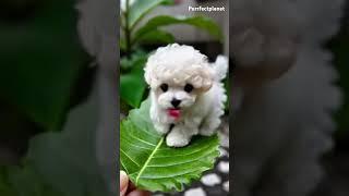 Cute puppy #happypaws #cutealert #funnypuppy #bestpuppy #cute #naturecuties #newfie #puppy #dog