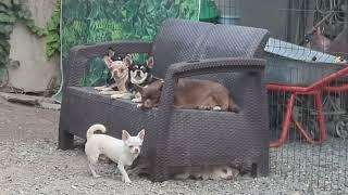 домашний питомник чихуахуа и той-пудель Кастропуло Крым купить щенка #chihuahua #puppy #собака