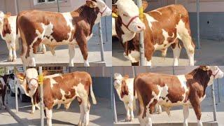 NASILGA TOZA SIMMENTAL BUQALAR KELDI97-742-11-30