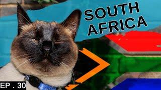 What it's like owning a Siamese Cat in South Africa (Safety concerns)