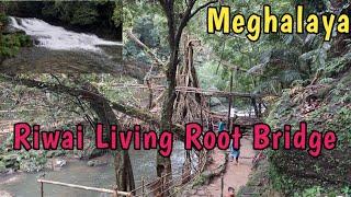 Riwai Living Root Bridge - Meghalaya | Living Root Bridges of Meghalaya