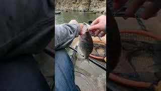 This Fish Was Stolen! #Shorts #CrappieFishing #KayakFishing