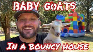 Baby Goats in a Bouncy House!