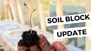 SOIL BLOCK UPDATE | SOWING SEEDS & POTTING ON | SPACE SAVING TECHNIQUES | FLOWER FARMING | 