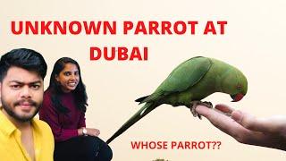 GREEN PARROT EATING FOOD | PARROTS DIET TAMIL | DUBAI | Life 360 by GODSON |