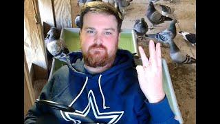 Improve your racing pigeons health with these 3 tips