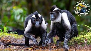 Amazing South Asia Rainforest Wildlife