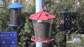 Orlando Florida Bird Cam WD 03/17/2025