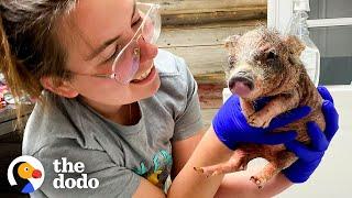 Tiny 3-Week-Old Piglet Rescued With Mange | The Dodo Little But Fierce