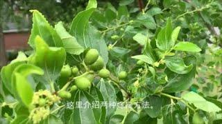 Grafting Jujube Trees, 嫁接枣树