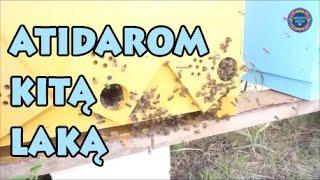 Kaip bitės reguoja į kitos lakos atidarymą ?