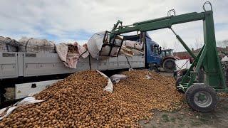 HARALLAR DEVRİLDİ REZİLLİK VAR PATATES EKİMİNE HAZIRLIK