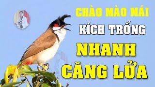 CHÀO MÀO MÁI KÍCH TRỐNG CĂNG LỬA  - CÁCH KÍCH LỬA CHÀO MÀO SỔ BỌNG HÓT CHÉ #chàomàohót