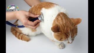 Medical Stethoscope Phonendoscope Double Dual Head Multifunctional Stethoscope for Human Dog Cat