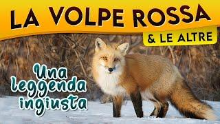 La Volpe rossa e le altre: una leggenda ingiusta ► Puntata 58