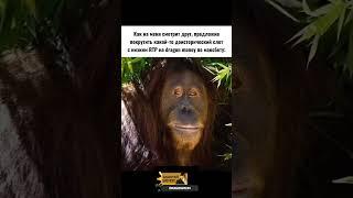 Гориллыч