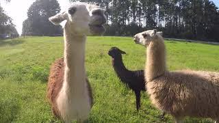 Feeding my pet llamas and alpacas