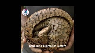 Facts about Pangolin | AHR Secret Facts  #animals #amazing #wildlife #facts #pangolin #mammals