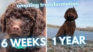 Barbet Transformation - From Puppy to Adult Dog (6 Weeks to 1 Year)