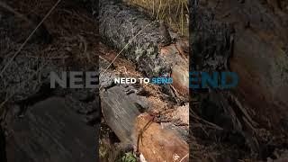 Important lesson I learned from trees #resilience #strength #struggle #overcomingobstacles