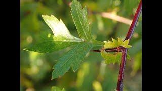 Summer Tree ID  Workshop Part 1