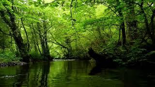 NATURE SOUNDS OF FOREST RIVER AND GENTLE BIRDSONG