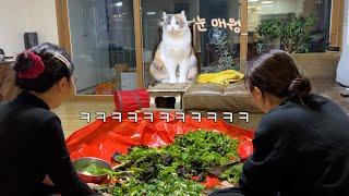 This is what happens when you make kimchi around a cat LOL [Zzon’s Hometown Life]