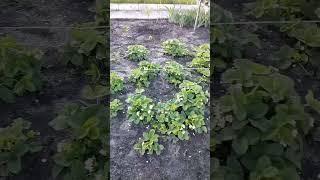 обработка клубники от гнили
