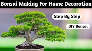 Make A Ficus Religiosa Bonsai At Home