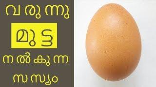 സ​സ്യ​ഭു​ക്കു​ക​ള്‍ ഇനി സ​സ്യ​മു​ട്ട കഴിക്കാം||Health Tips Malayalam