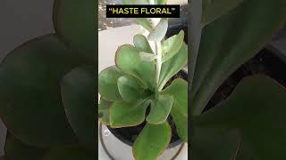 Shorts 650 “HASTE FLORAL” “Echeveria BIG RED” #succulents #plants #plantas