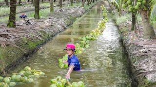 How Thai Farmers Harvest Millions of Tons of Fresh Coconut Every Year