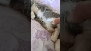 степан #сломал лапку