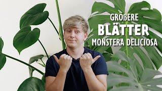 XXL Blätter  3 überraschende Tipps für riesige Blätter deiner Monstera deliciosa (Fensterblatt)