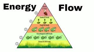 Energy flow in an ecosystem (Updated)