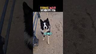 언제봐도 놀라운 보더콜리의 지능 #동물 #강아지