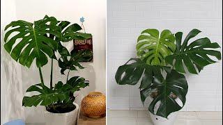 Để trầu bà Nam Mỹ có những chiếc lá đẹp | How To Care for a Monstera